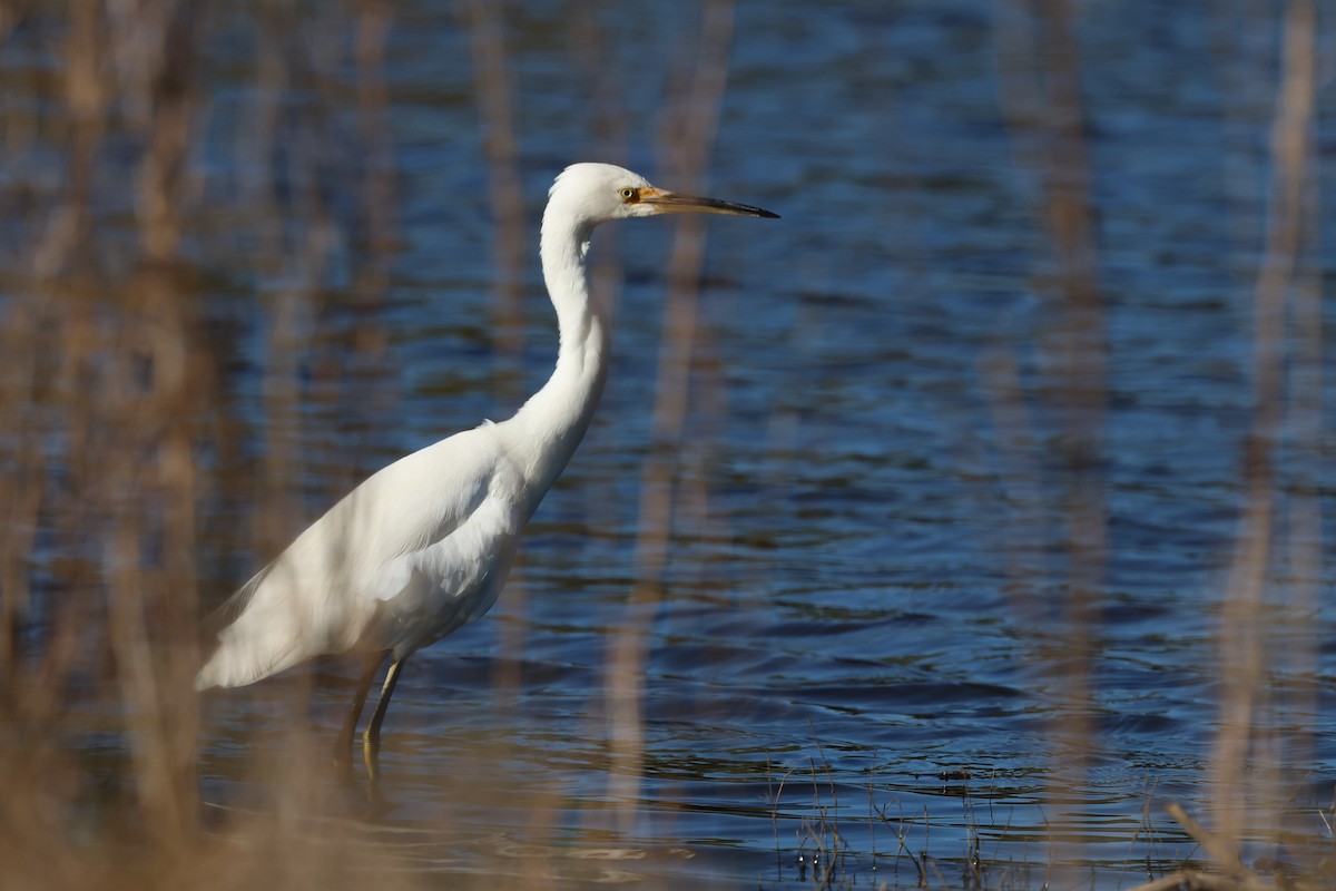 Little Egret - ML620780536