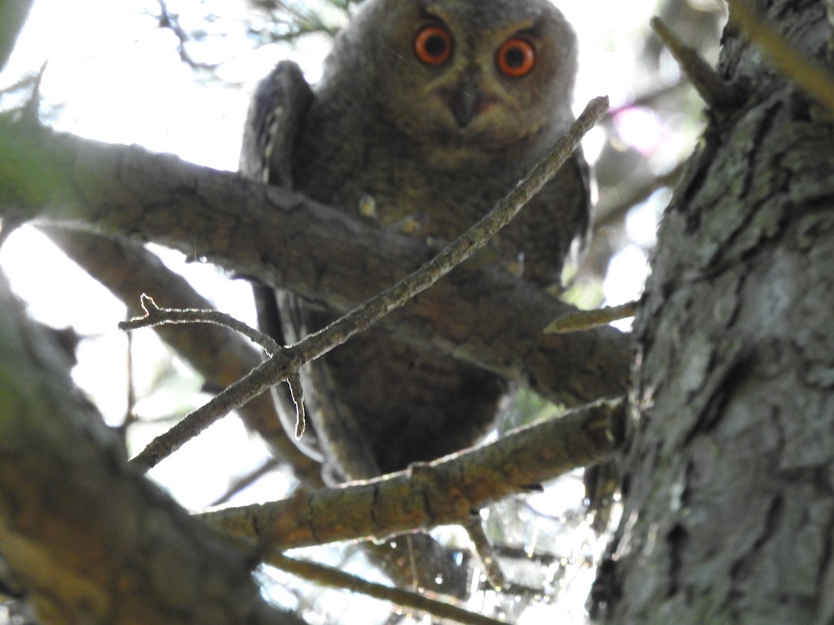 Japanese Scops-Owl - ML620780540