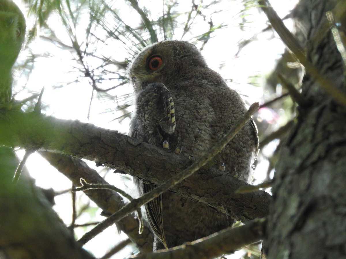 Japanese Scops-Owl - ML620780541