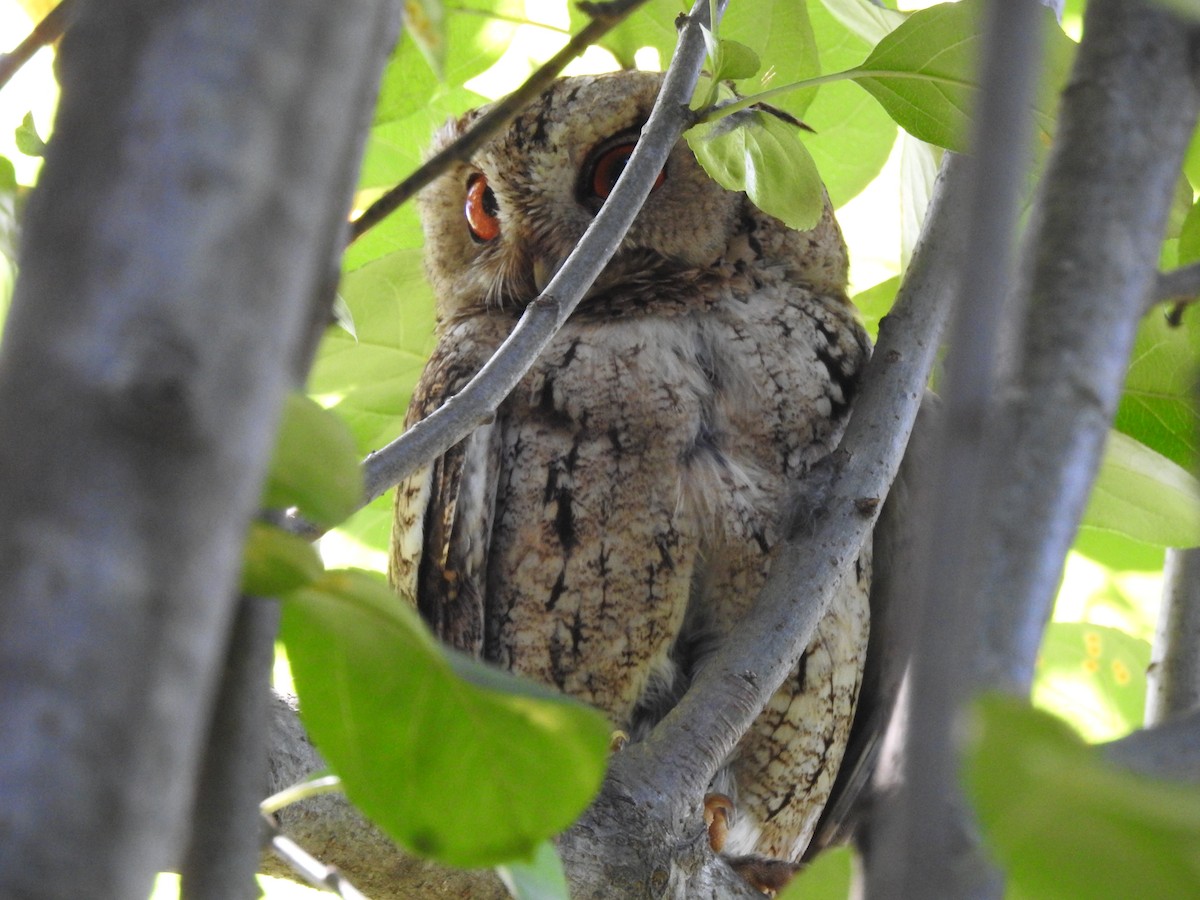 Japanese Scops-Owl - ML620780547