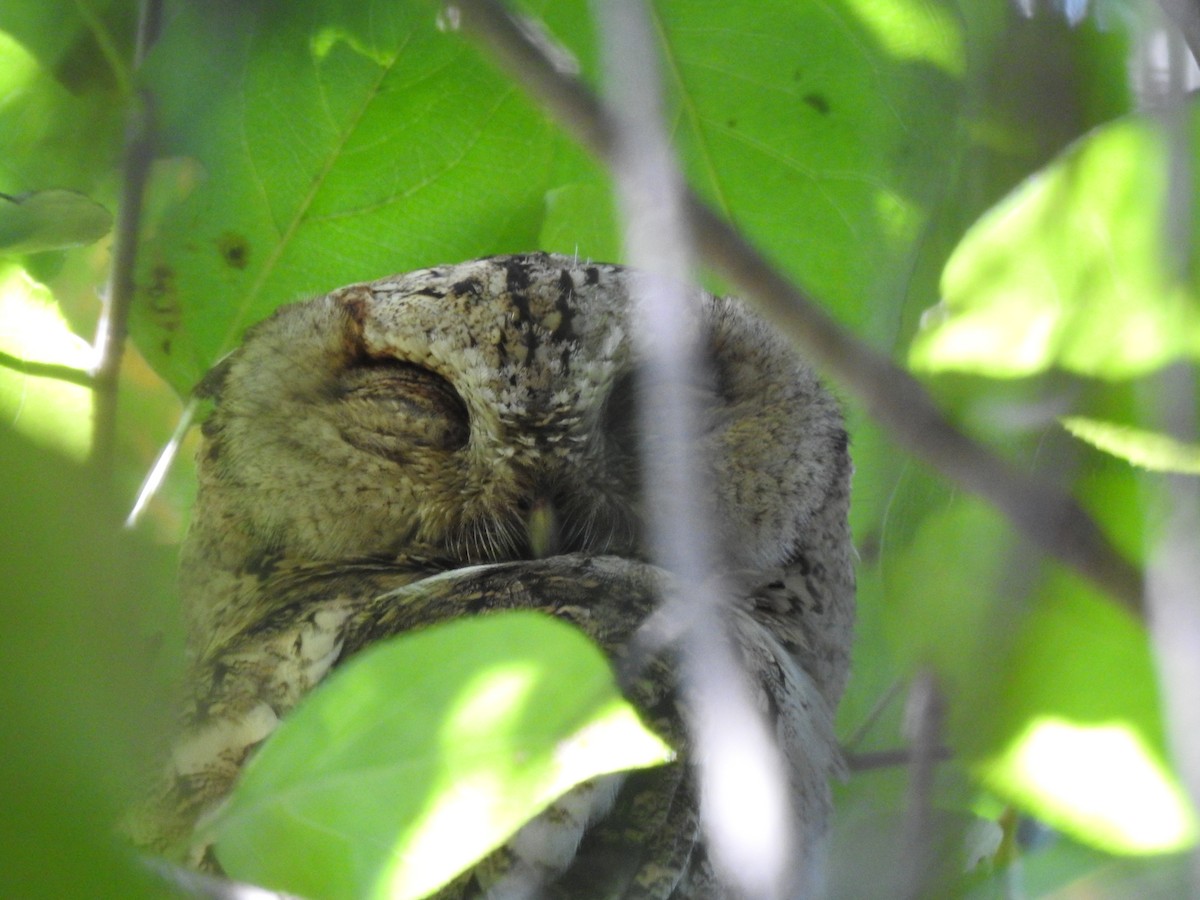 Japanese Scops-Owl - ML620780548