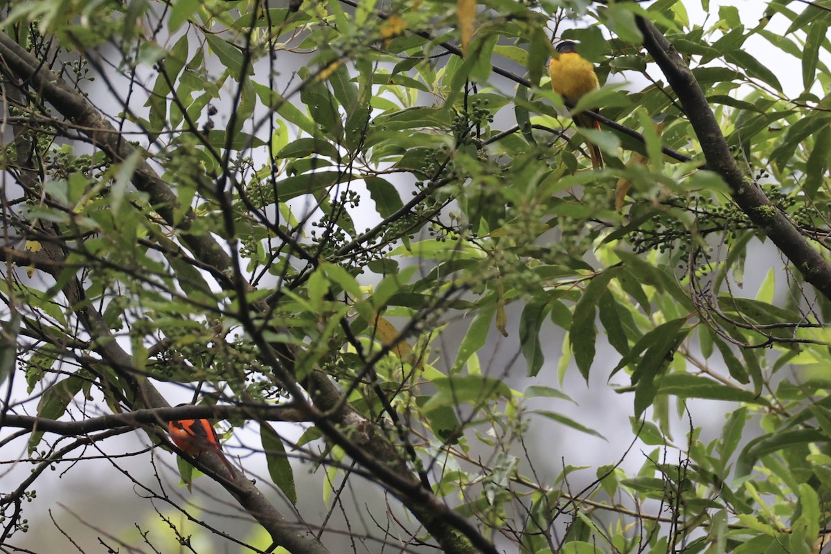 Gray-chinned Minivet - ML620780557