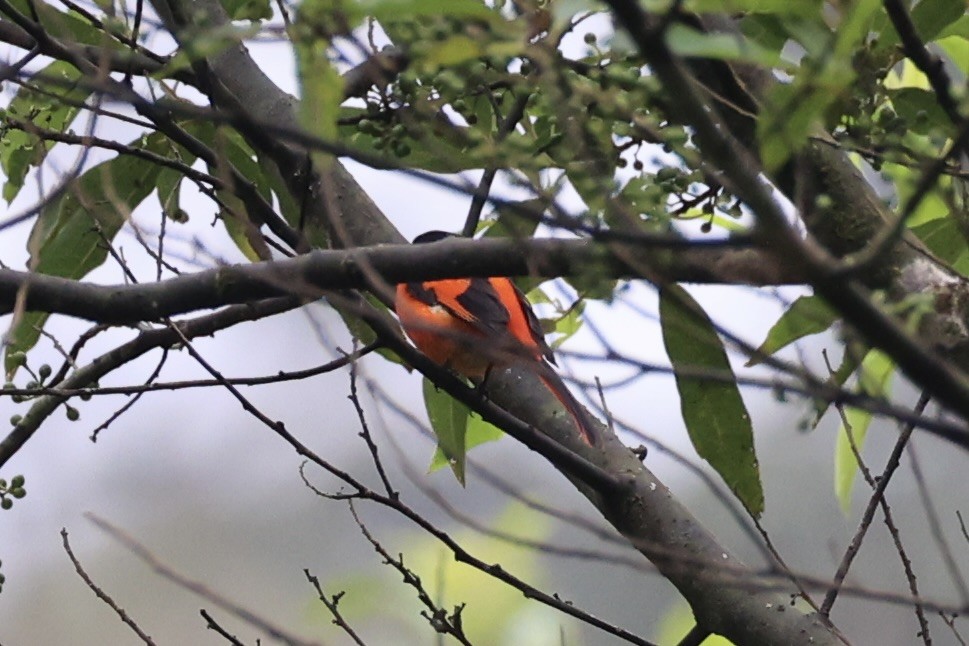 Gray-chinned Minivet - ML620780558