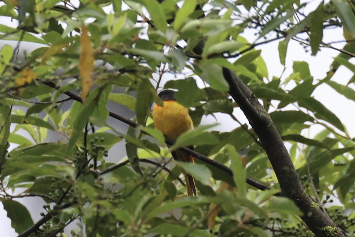 Gray-chinned Minivet - ML620780559