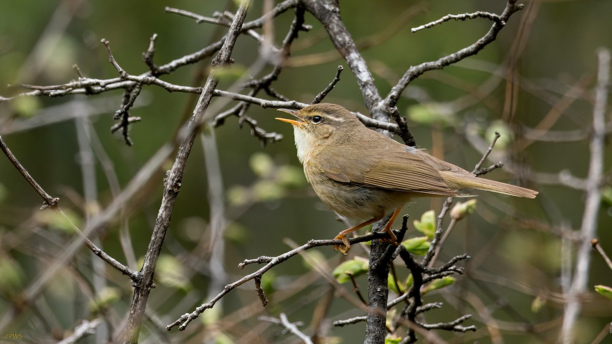 Mosquitero de David - ML620780560