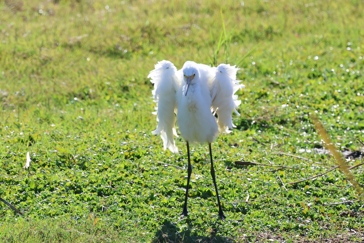 Little Egret - Dennis Devers