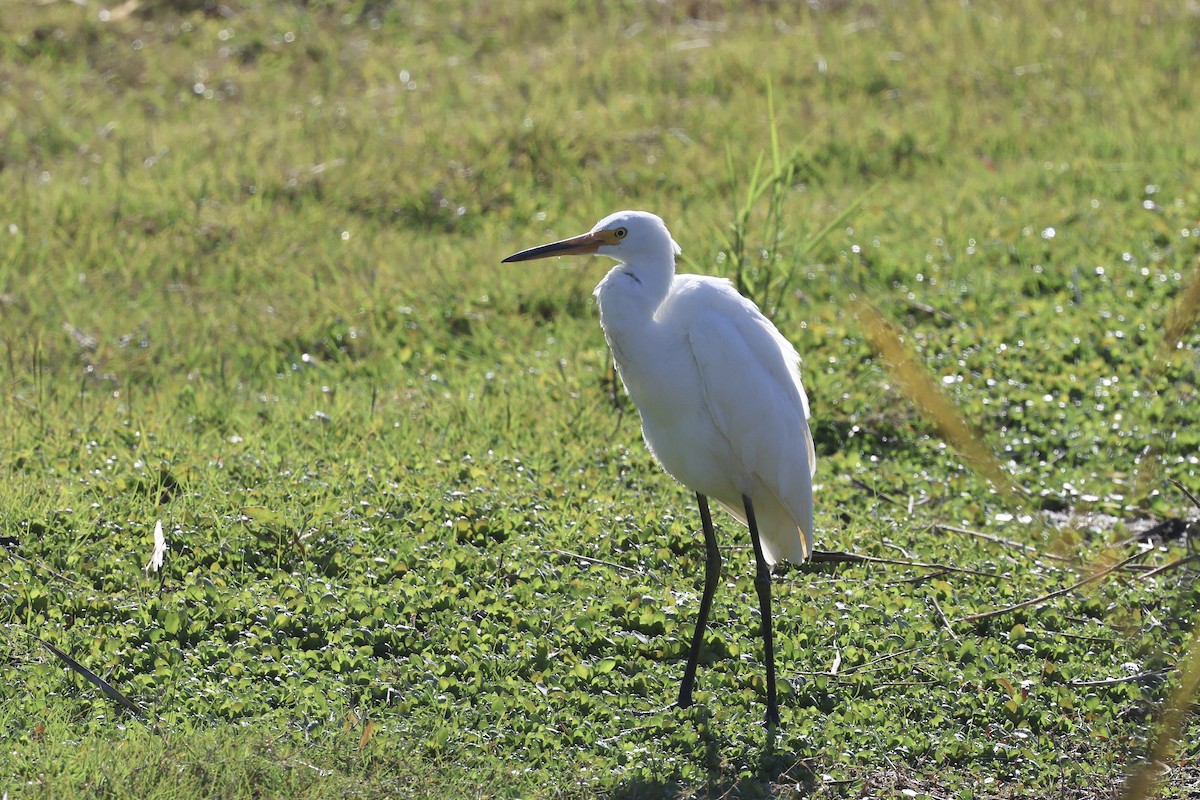 Little Egret - ML620780563