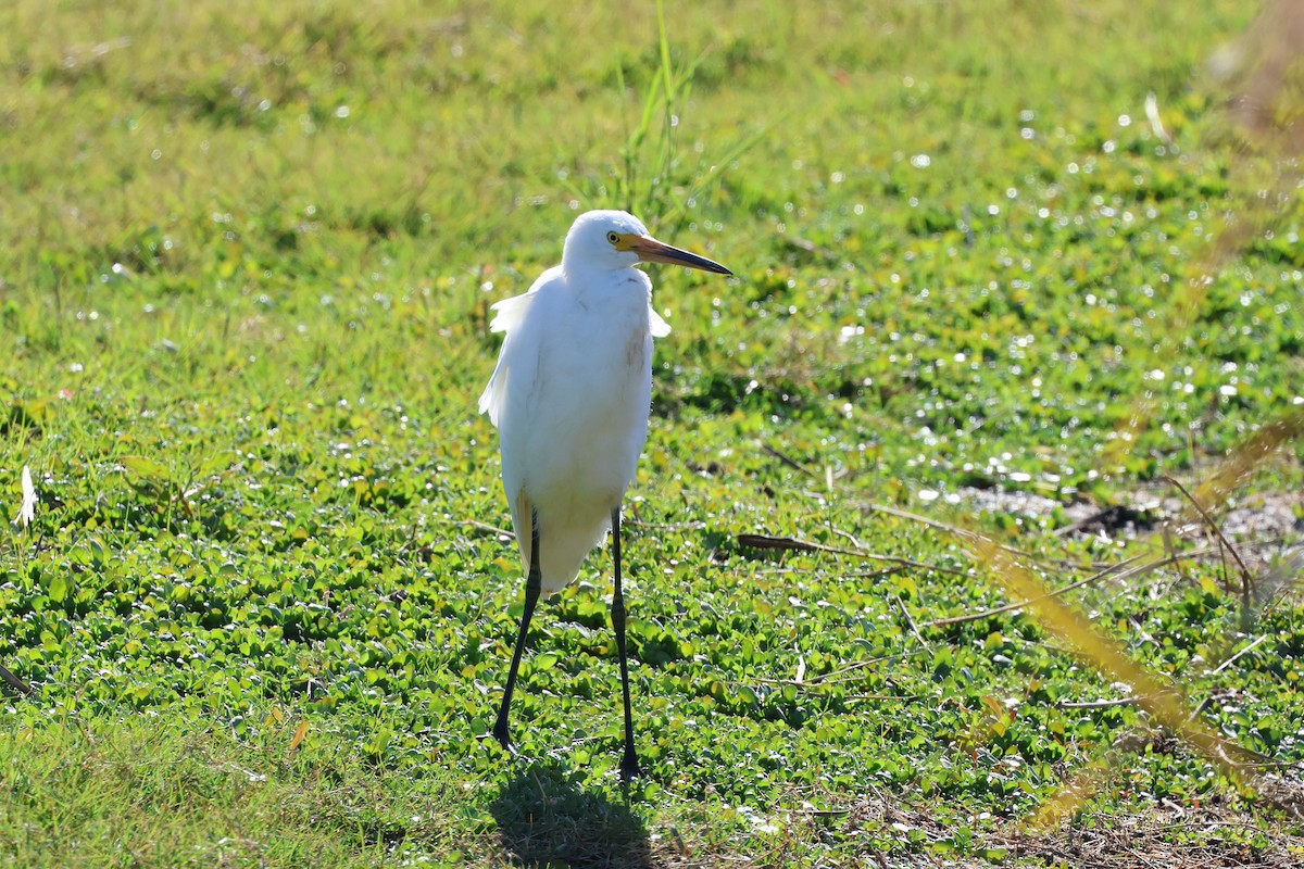 Little Egret - ML620780564