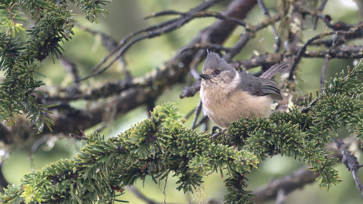Gray-crested Tit - ML620780565