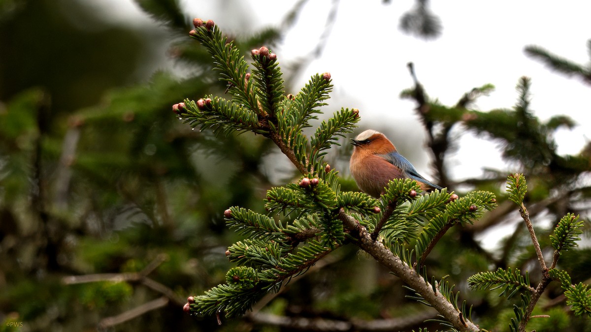 Crested Tit-Warbler - ML620780572