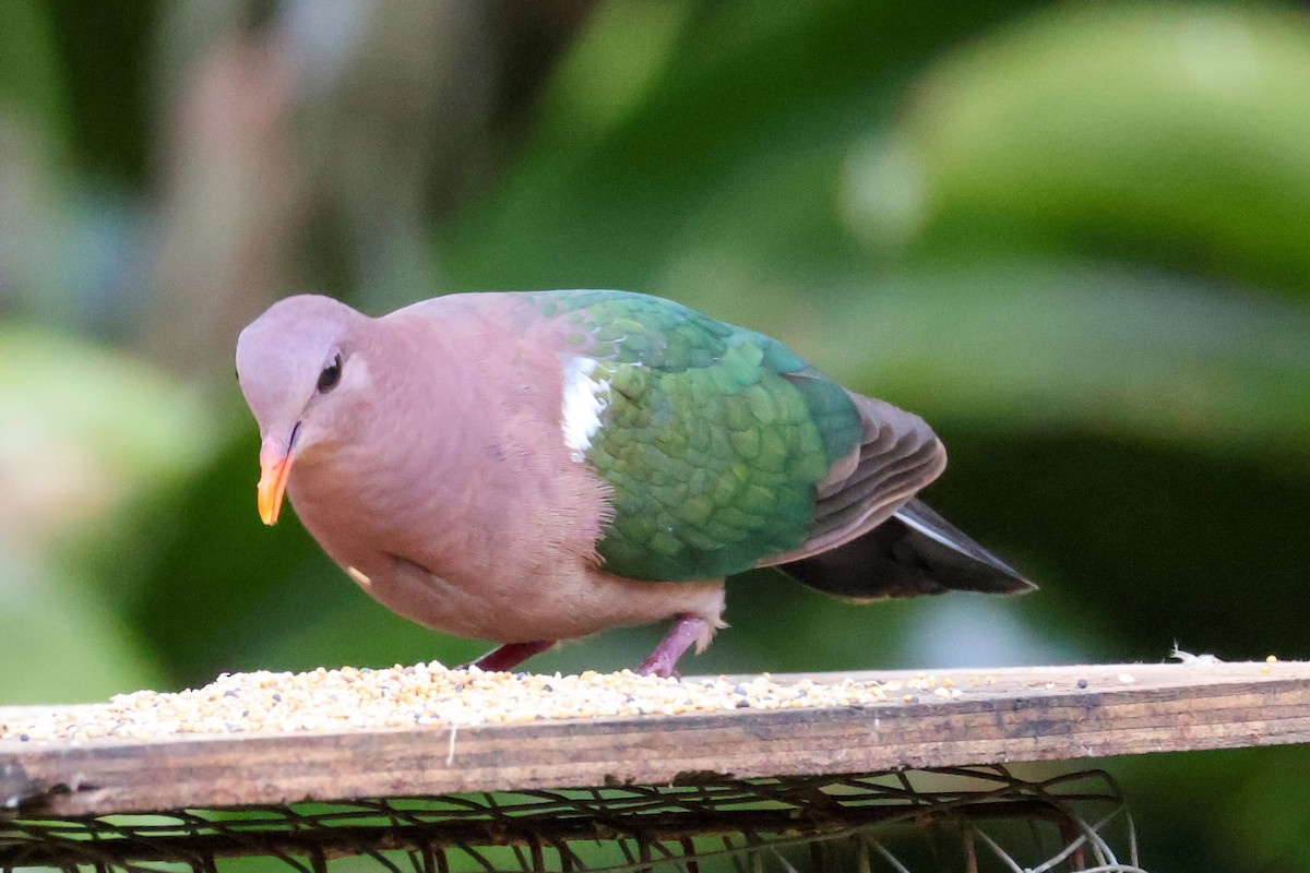 Pacific Emerald Dove - ML620780575