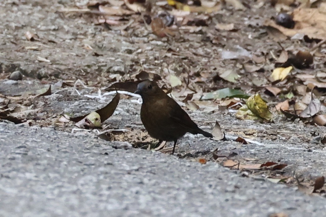 White-tailed Robin - ML620780578