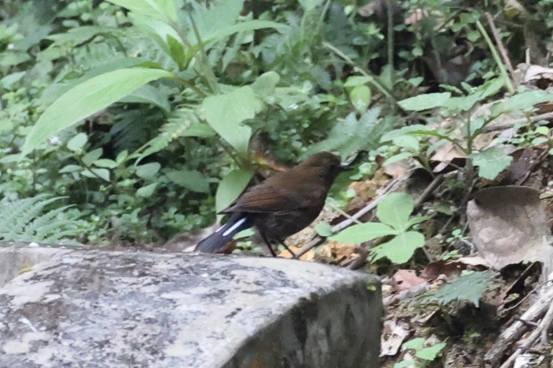 White-tailed Robin - ML620780579