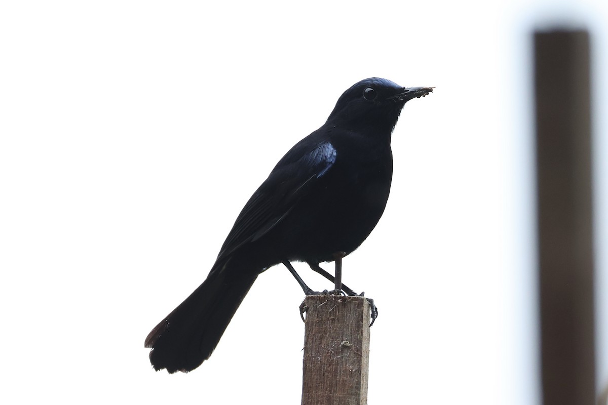 White-tailed Robin - ML620780580