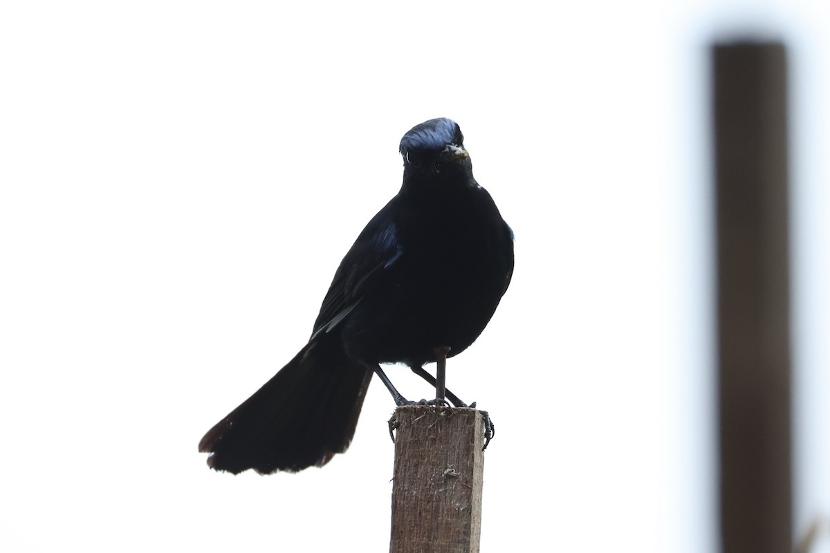 White-tailed Robin - ML620780581