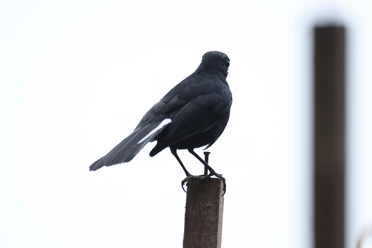 White-tailed Robin - ML620780582