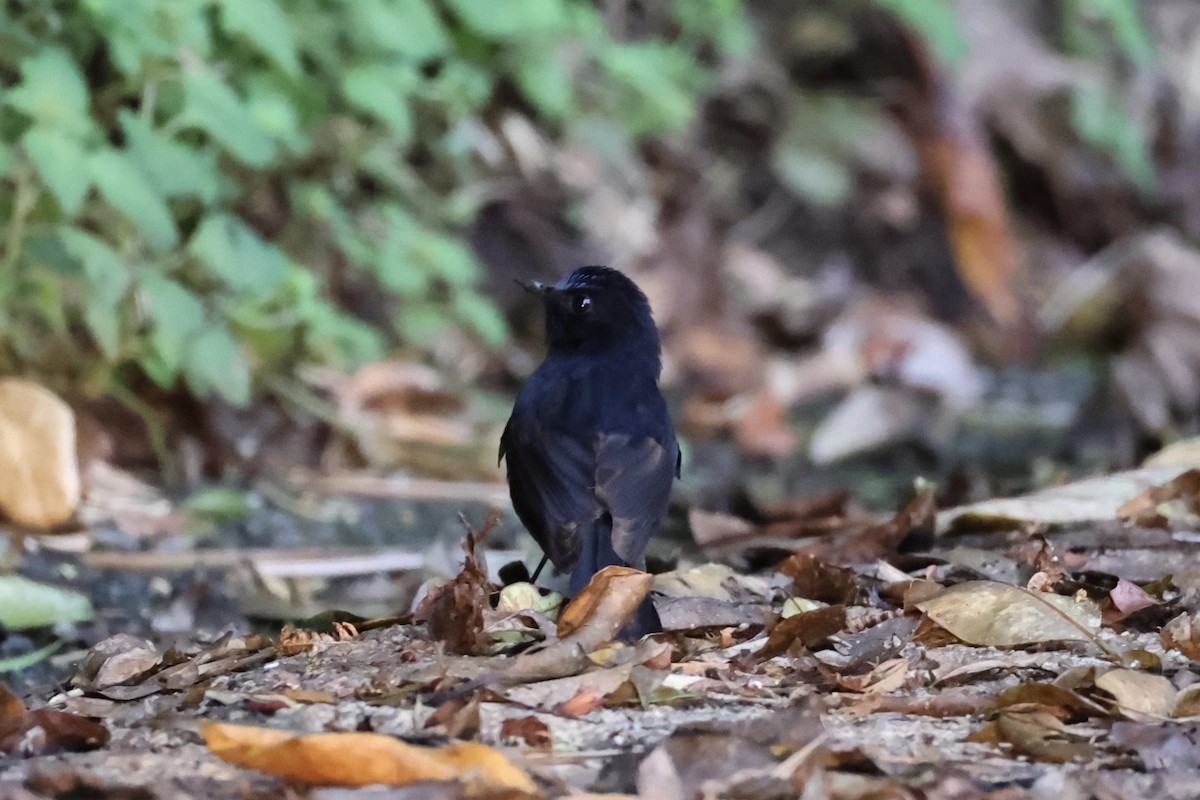 White-tailed Robin - ML620780583