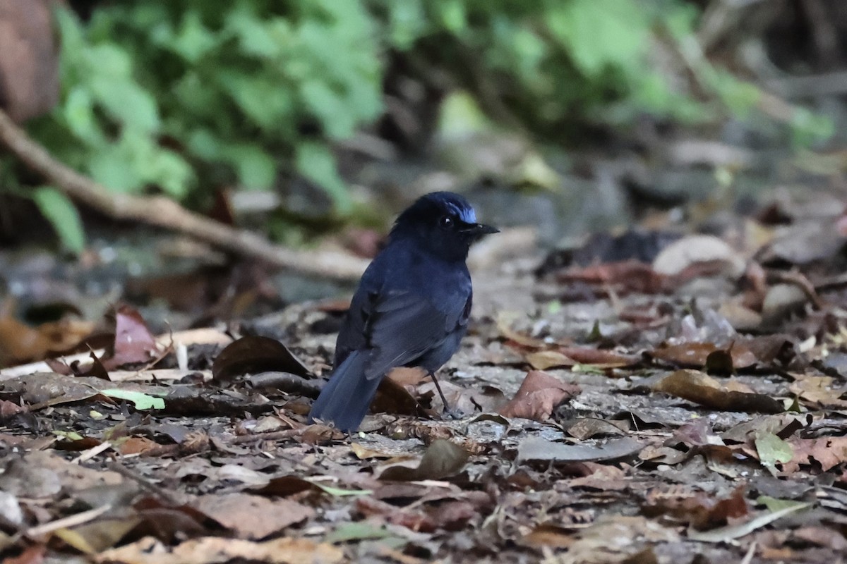 White-tailed Robin - Andrew William