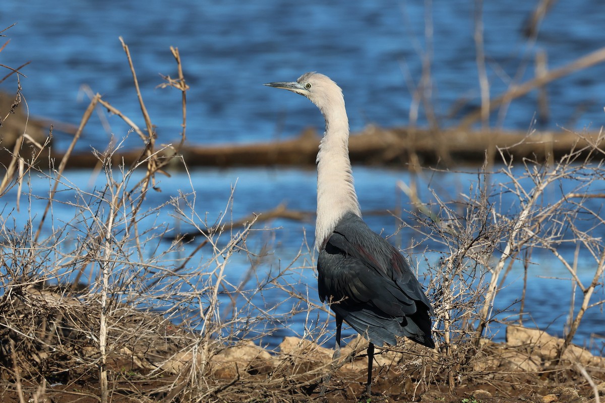 Pacific Heron - ML620780603