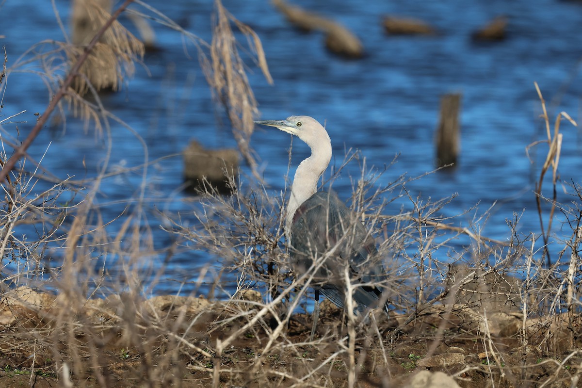 Pacific Heron - Dennis Devers