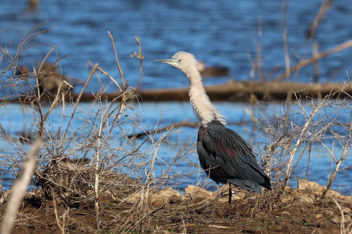 Pacific Heron - ML620780606