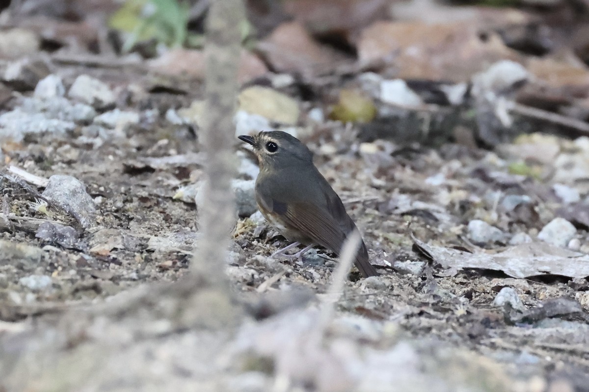 Snowy-browed Flycatcher - ML620780609