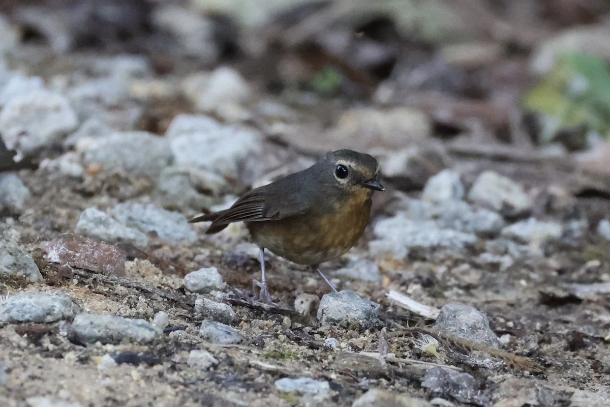 Snowy-browed Flycatcher - ML620780610