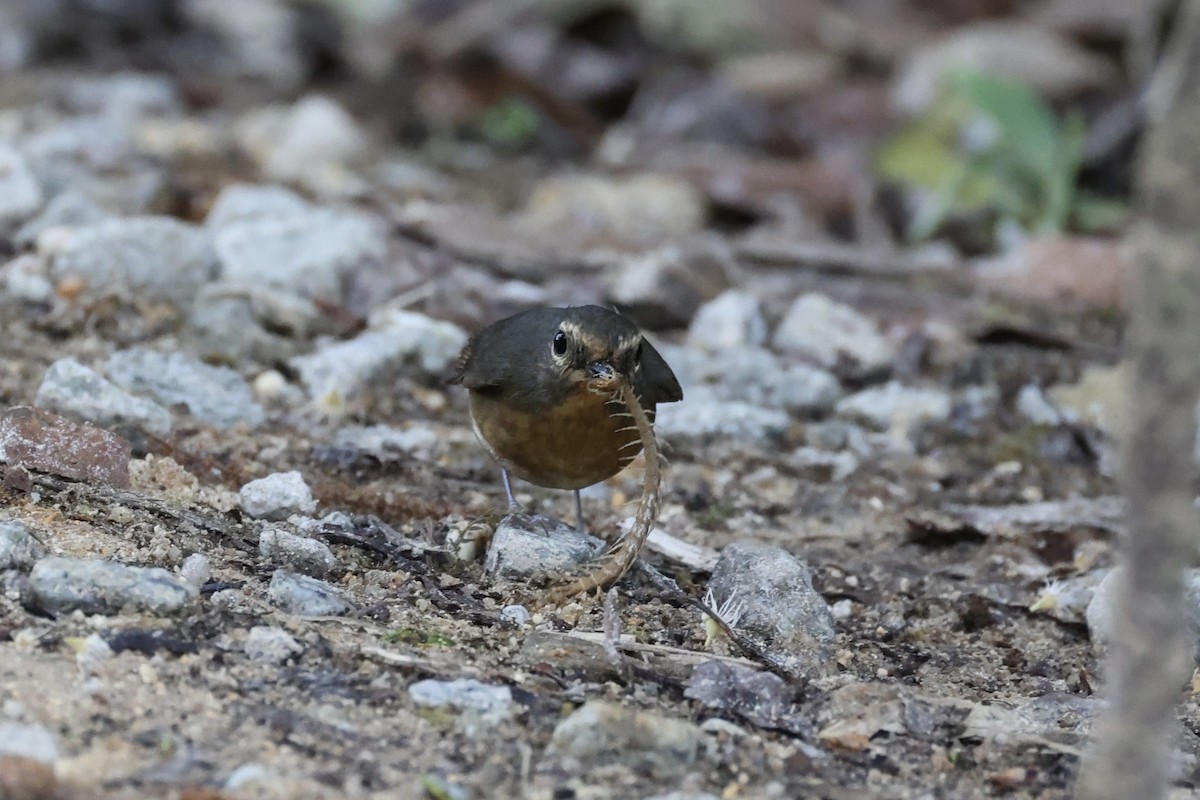 Snowy-browed Flycatcher - ML620780611