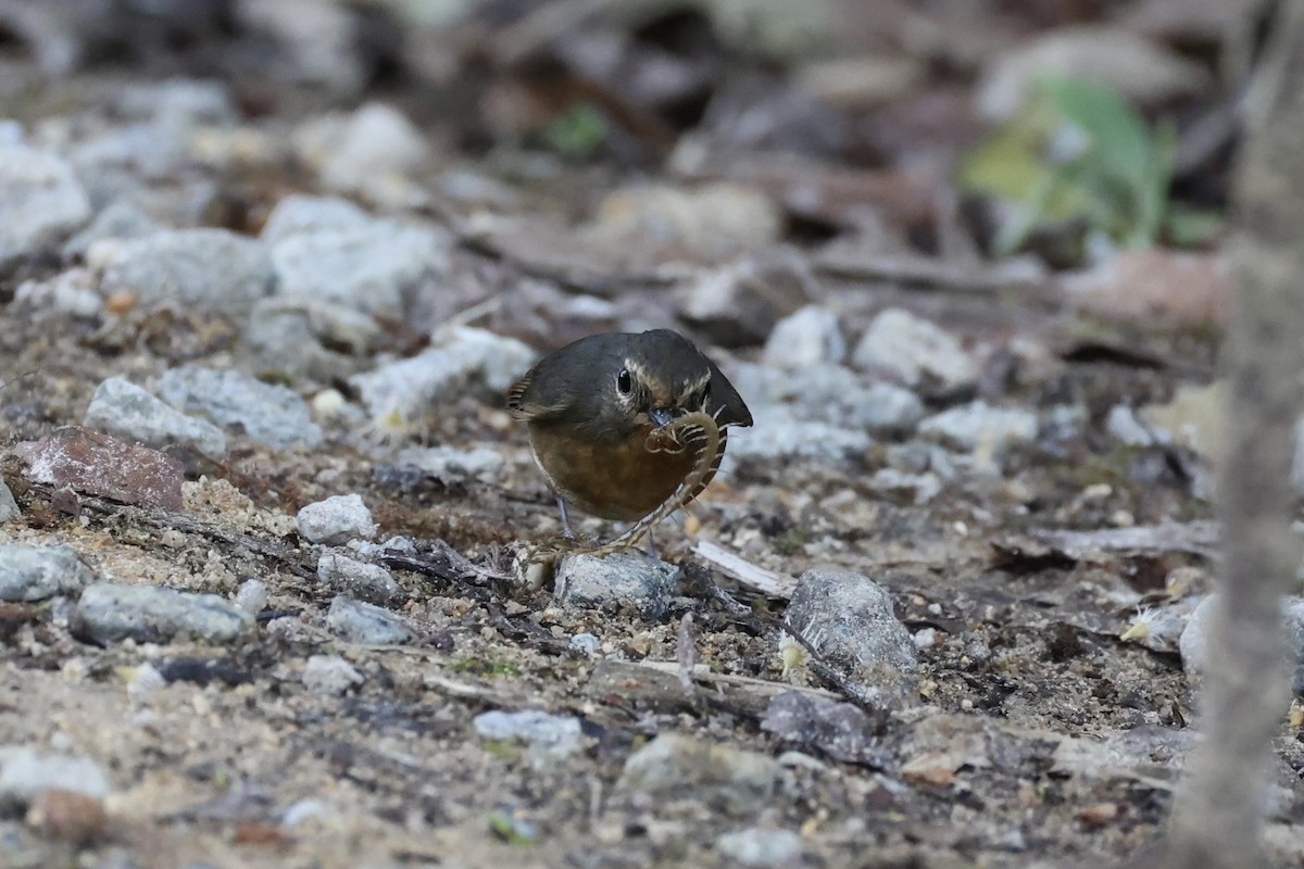 Snowy-browed Flycatcher - ML620780612