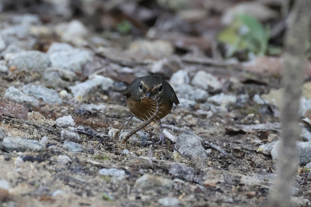 Snowy-browed Flycatcher - ML620780613