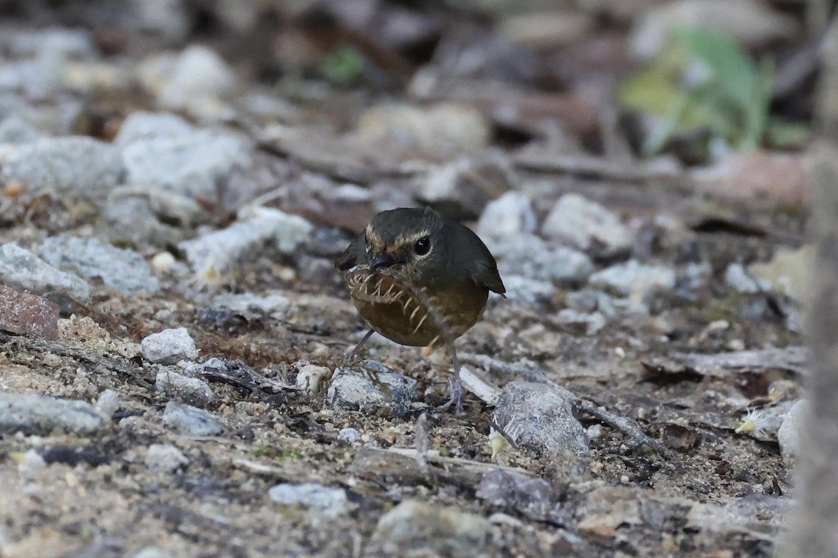 Snowy-browed Flycatcher - ML620780614