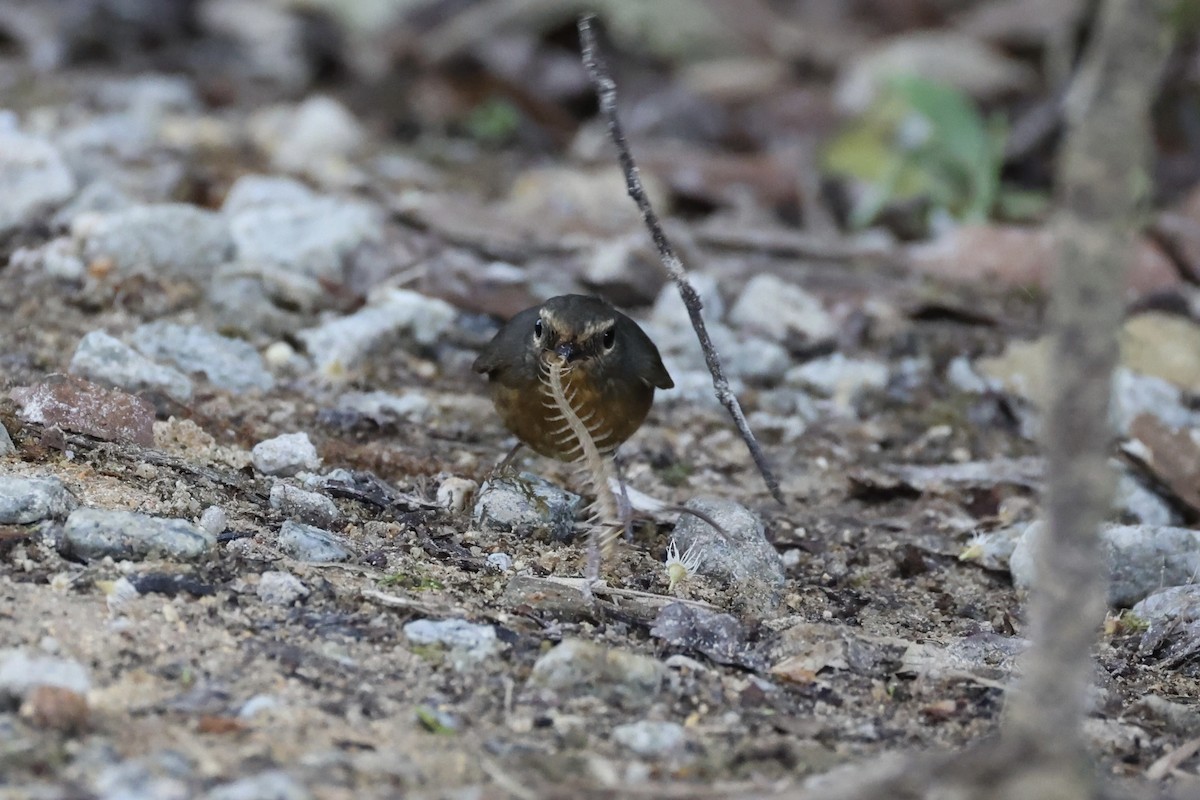 Snowy-browed Flycatcher - ML620780615