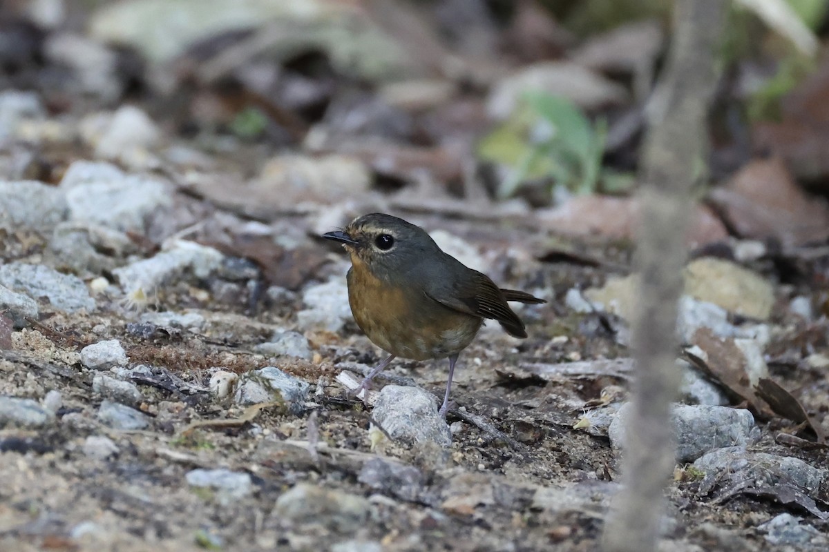 Snowy-browed Flycatcher - ML620780618