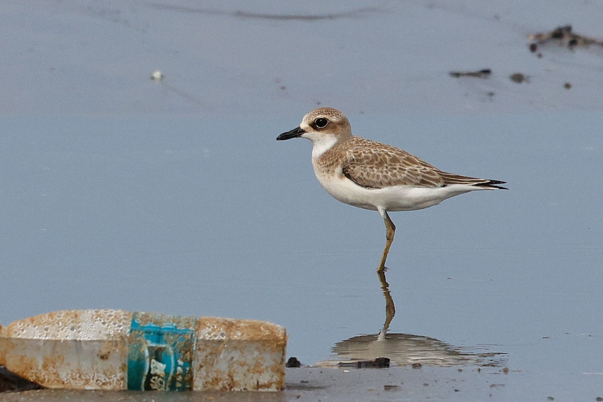 Greater Sand-Plover - ML620780621