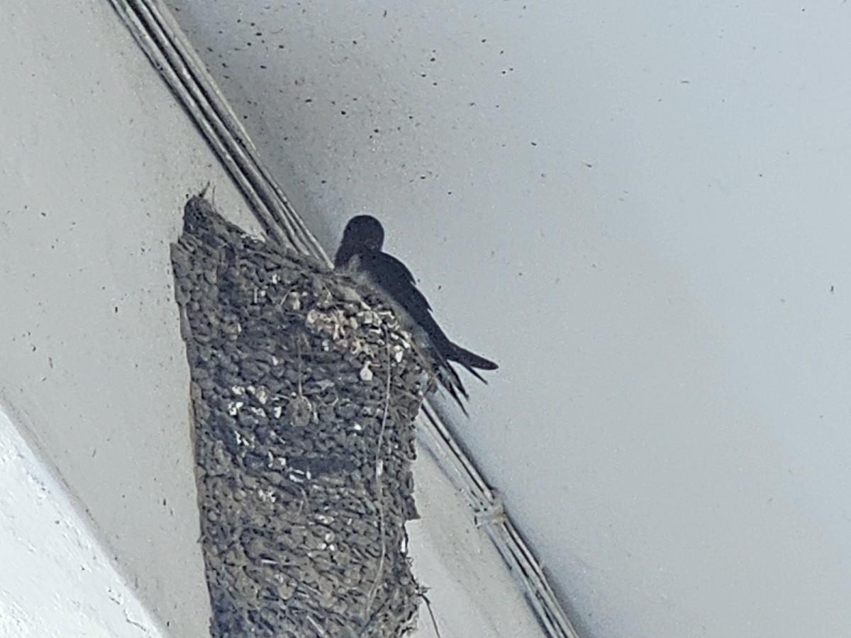 Barn Swallow - ML620780625