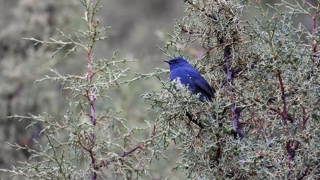 White-bellied Redstart - ML620780626