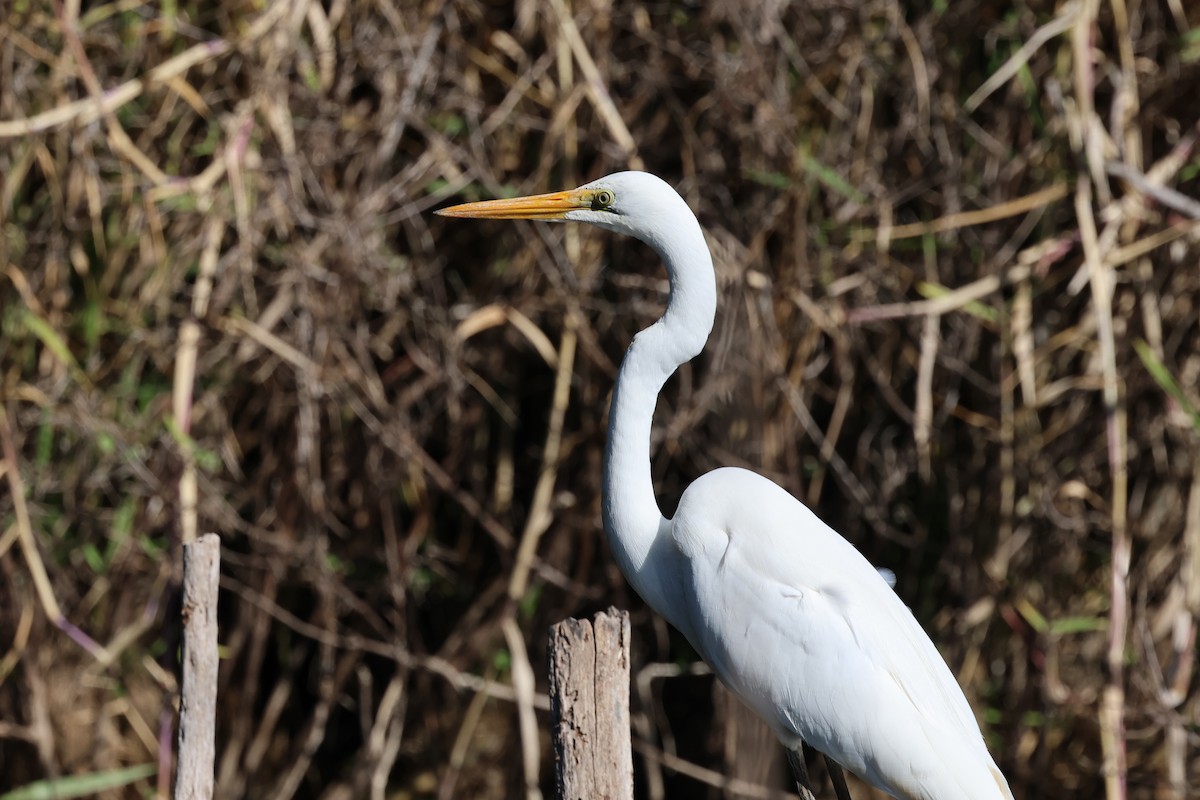 Great Egret - ML620780628