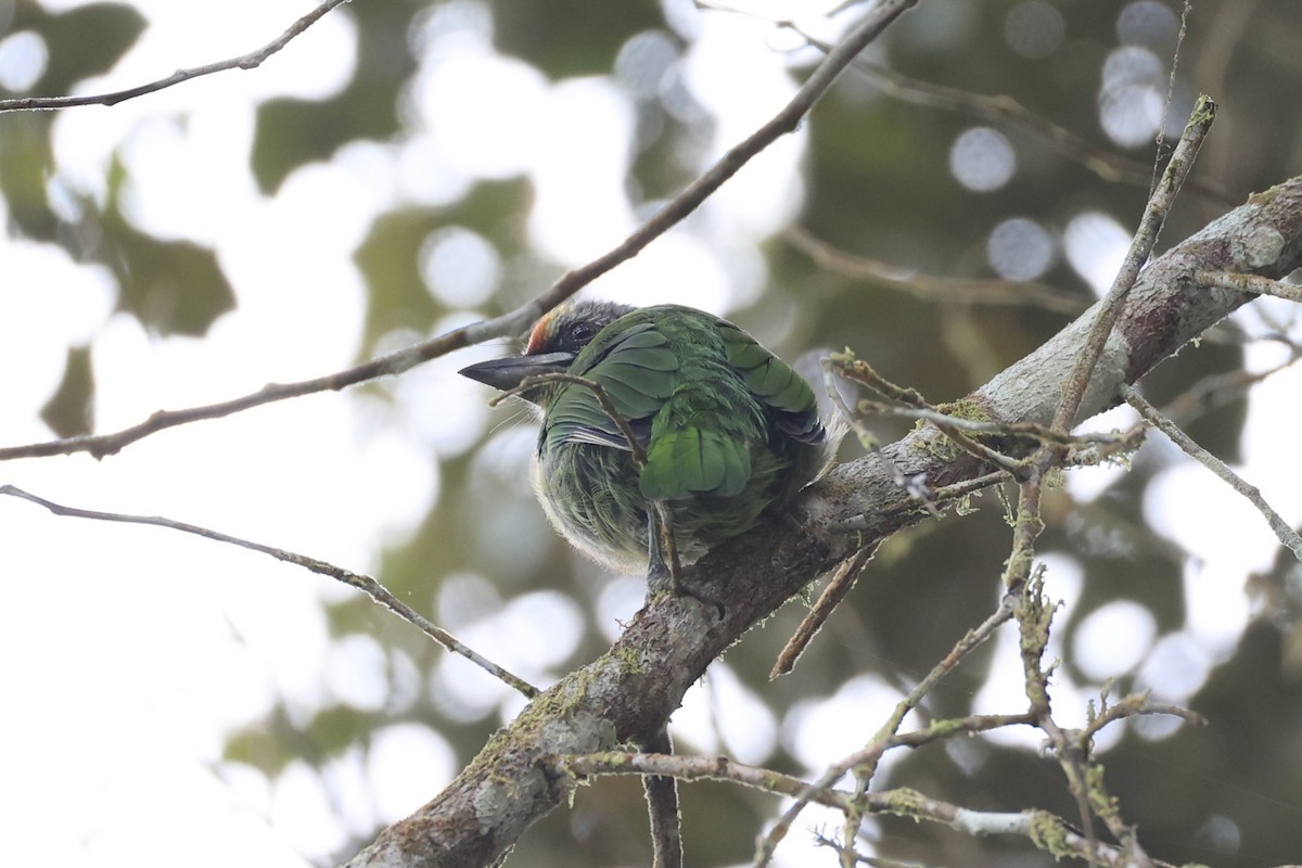 Golden-throated Barbet - ML620780632