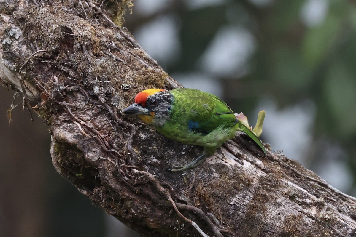 Golden-throated Barbet - ML620780634