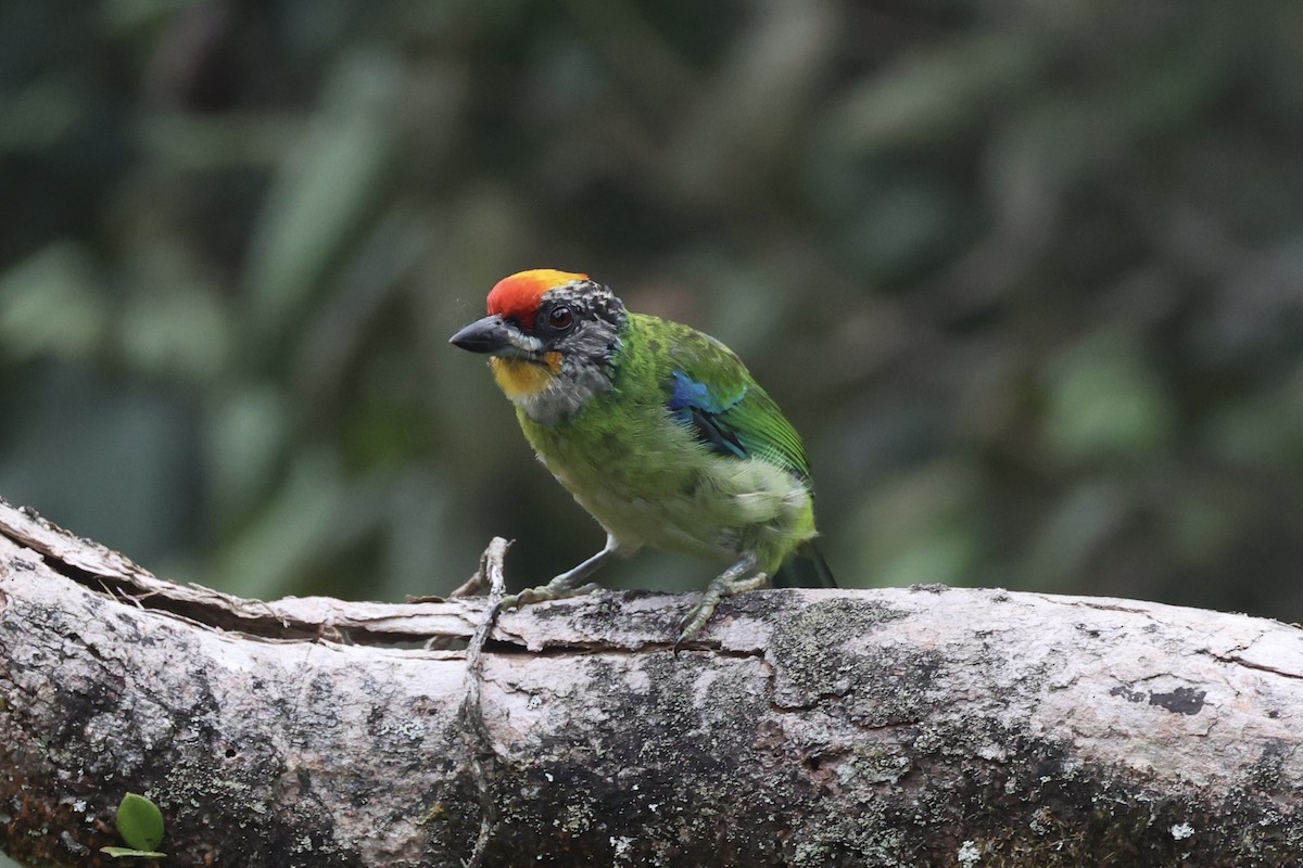 Golden-throated Barbet - ML620780637