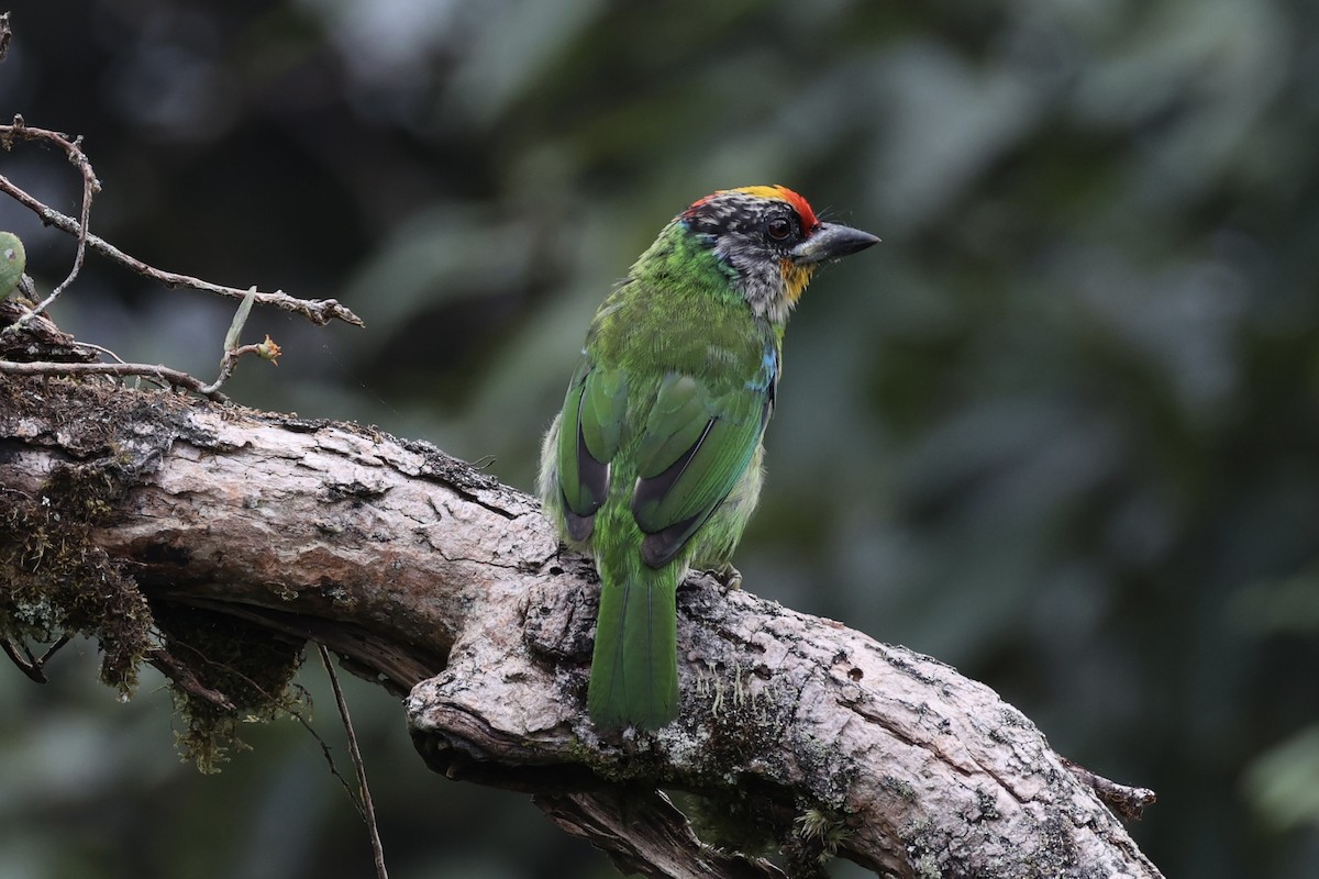 barbet žlutohrdlý - ML620780638