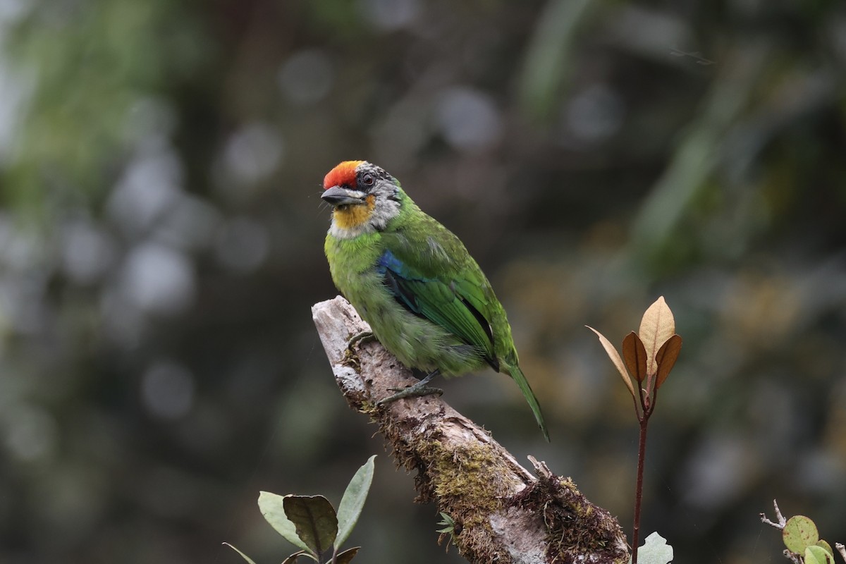 Golden-throated Barbet - ML620780641