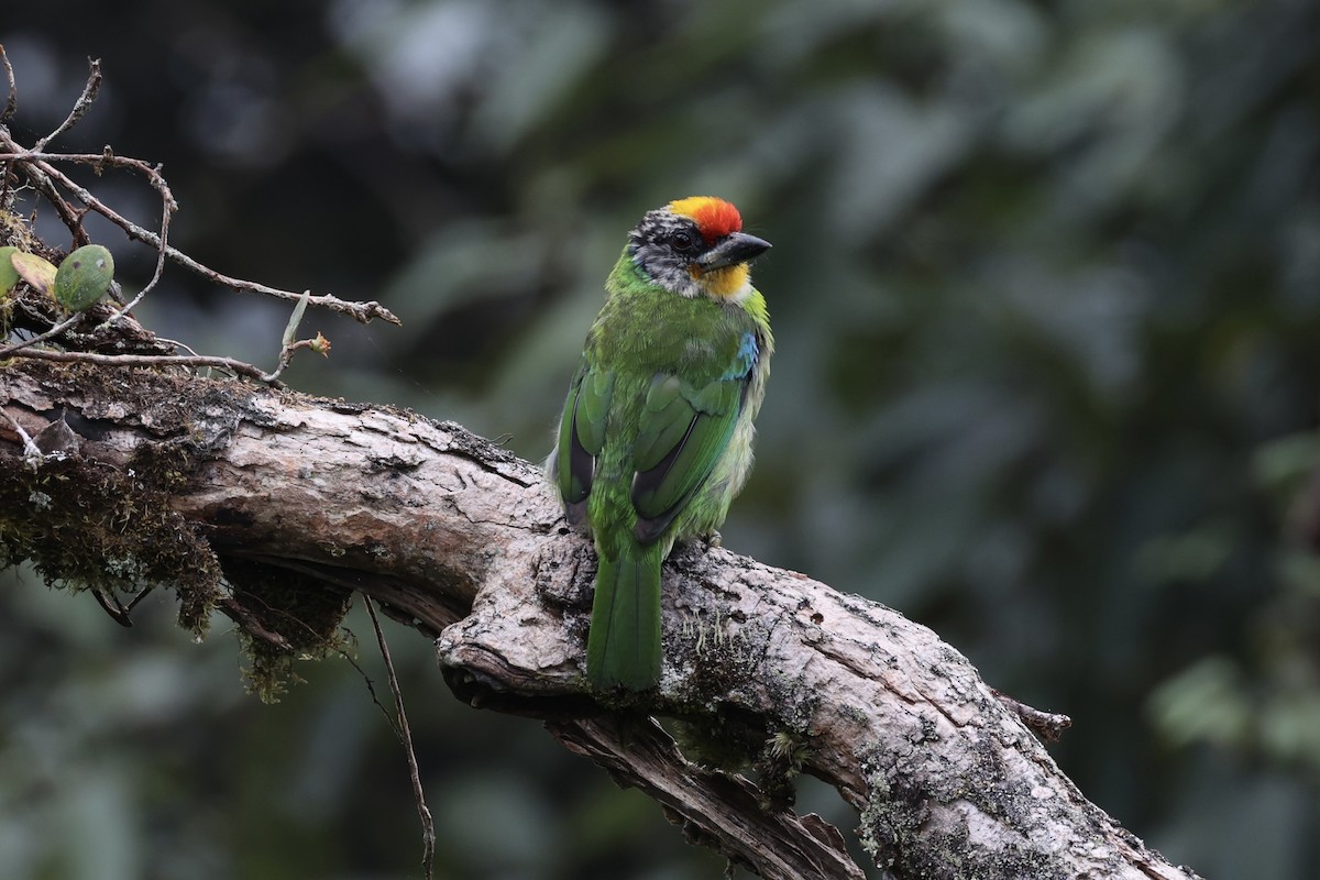 Golden-throated Barbet - ML620780643