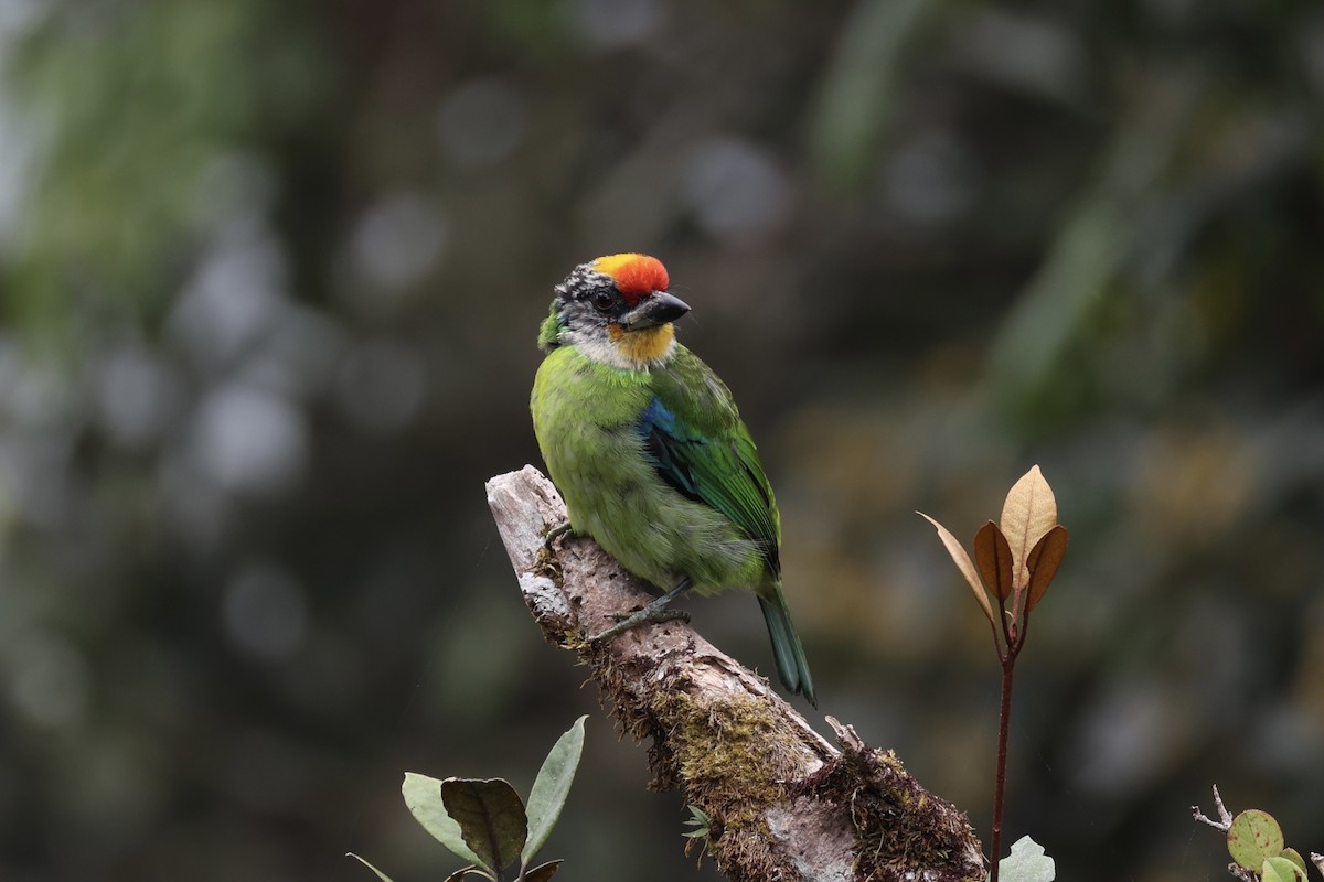 barbet žlutohrdlý - ML620780644