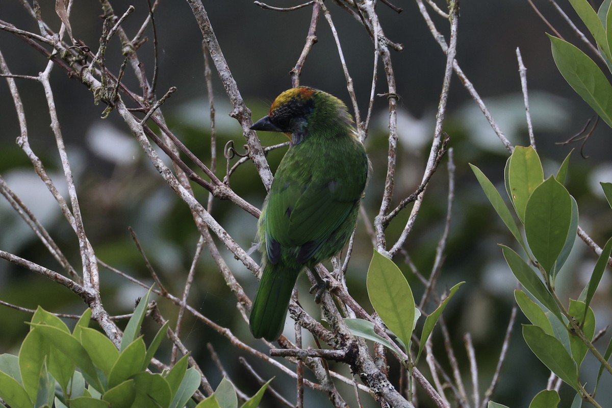 Golden-throated Barbet - Andrew William