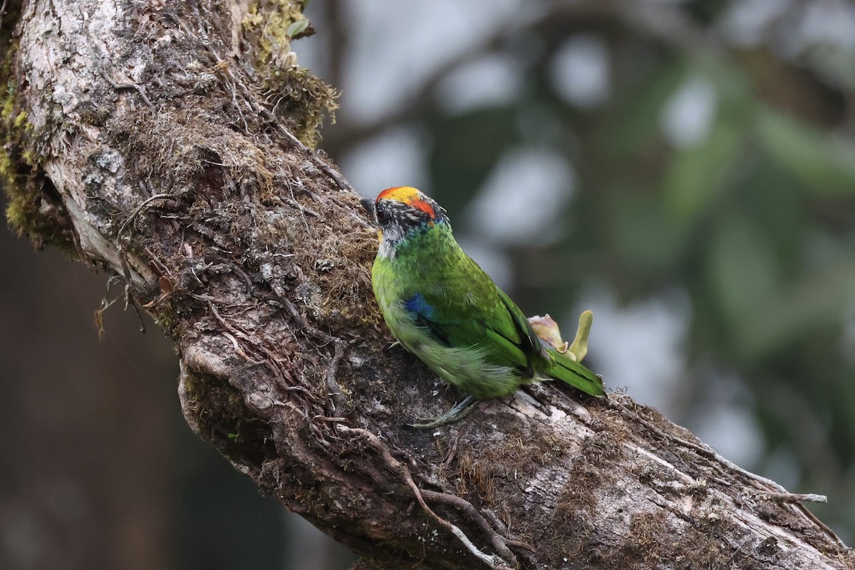 barbet žlutohrdlý - ML620780646