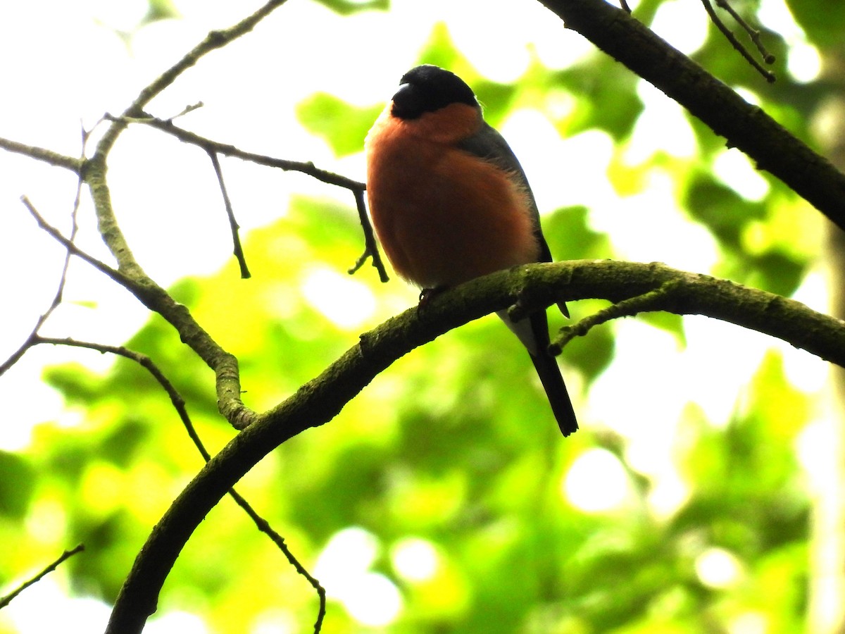 Eurasian Bullfinch - ML620780647