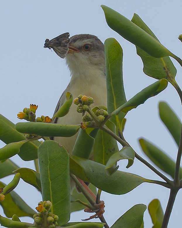 Prinia simple - ML620780648