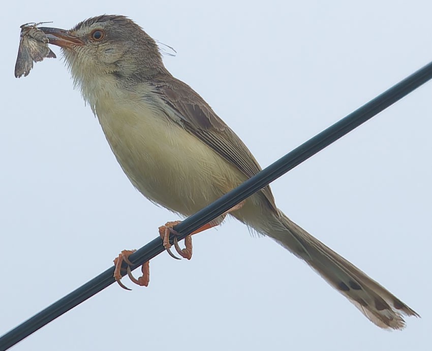 Plain Prinia - ML620780651