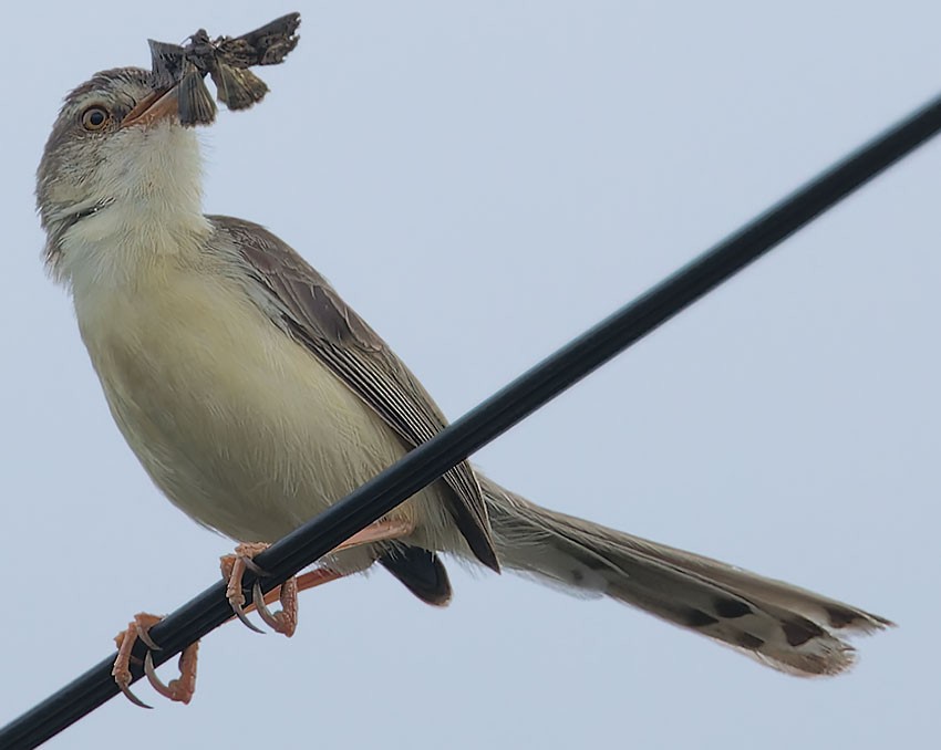 Plain Prinia - ML620780652